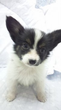 パピヨン【東京都・男の子・2012年8月8日・トライ(ミニサイズ)】の写真「」