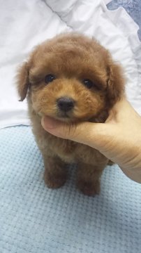 トイプードル(ティーカップ)【東京都・女の子・2019年8月17日・アプリコット】の写真「ティーカップ～タイニーサイズ予想」