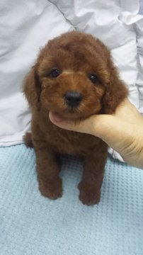 トイプードル(タイニー)【東京都・女の子・2019年6月12日・レッド】の写真「タイニーサイズ予想」