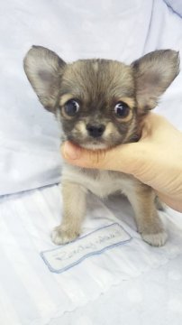 チワワ(ロング)【東京都・女の子・2013年1月27日・レッド(ミニサイズ)】の写真「」