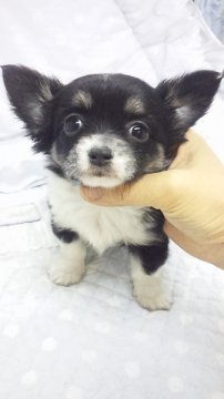 チワワ(ロング)【東京都・女の子・2012年10月28日・ブラック&タン(小ぶり)】の写真「」