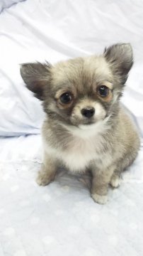 チワワ(ロング)【東京都・女の子・2012年9月21日・フォーン(ミニサイズ)】の写真「」