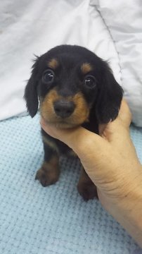 ミニチュアダックスフンド(ロング)【東京都・女の子・2019年5月15日・ブラック&タン】の写真「カニンヘンサイズ予想」