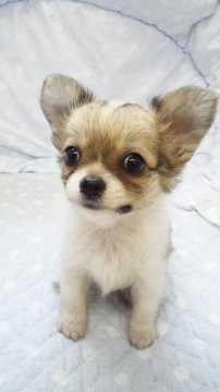 チワワ(ロング)【東京都・女の子・2012年7月6日・フォーン&ホワイト】の写真「」