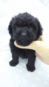トイプードル(トイ)【東京都・男の子・2013年3月8日・ブラック(ティーカップサイズ予想)】の写真「」
