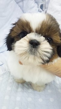シーズー【東京都・男の子・2012年10月27日・ホワイト&レッド(ミニサイズ)】の写真「」