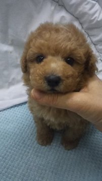 トイプードル(タイニー)【東京都・男の子・2019年10月6日・アプリコット】の写真「タイニーサイズ予想」