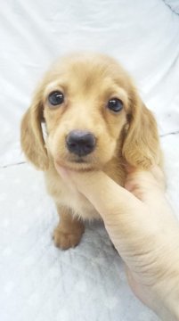 ミニチュアダックスフンド(ロング)【東京都・女の子・2015年4月26日・ゴールド】の写真「小ぶり予想」