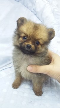ポメラニアン【東京都・男の子・2013年3月10日・オレンジ(ミニミニサイズ)】の写真「」