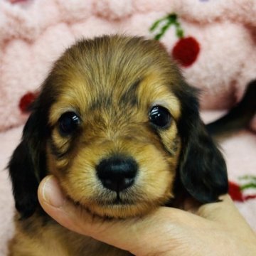 ミニチュアダックスフンド(ロング)【東京都・女の子・2023年10月20日・レッド】の写真「小さめサイズの　甘えん坊の　女の子」