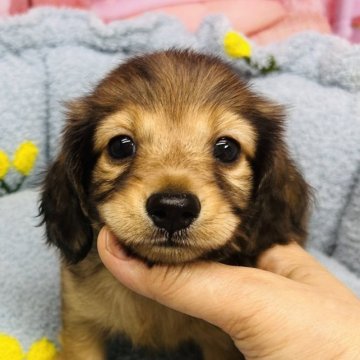 ミニチュアダックスフンド(ロング)【東京都・男の子・2023年9月10日・レッド】の写真「両親チャンピョン直子　優しくて　おっとりした男の子」