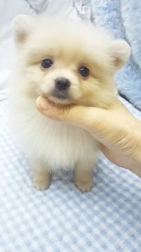 ポメラニアン【東京都・女の子・2017年8月4日・クリーム】の写真「ミニサイズ予想」