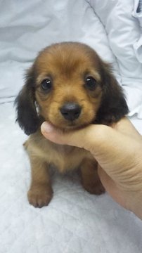 カニンヘンダックスフンド(ロング)【東京都・女の子・2018年6月7日・レッド】の写真「ミニサイズ予想」