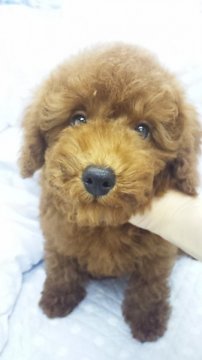 トイプードル(トイ)【東京都・男の子・2012年12月24日・レッド(小ぶり予想)】の写真「」