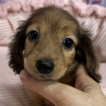 ミニチュアダックスフンド(ロング)【東京都・女の子・2023年6月13日・レッド】の写真「両親チャンピョン直子、賢い　優しい子。」