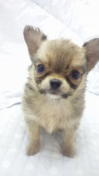 チワワ(ロング)【東京都・男の子・2012年8月7日・フォーン(ミニミニサイズ)】の写真「」