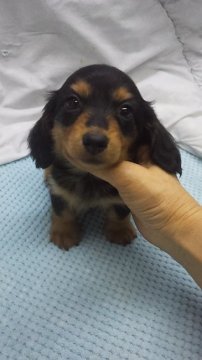 ミニチュアダックスフンド(ロング)【東京都・女の子・2018年11月6日・ブラック&タン】の写真「カニンヘンサイズ予想」