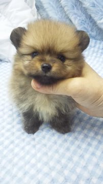 ポメラニアン【東京都・女の子・2017年7月5日・オレンジ】の写真「ミニサイズ予想」