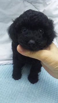 トイプードル(タイニー)【東京都・女の子・2019年7月2日・ブラック】の写真「タイニーサイズ予想」