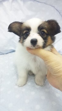 パピヨン【東京都・女の子・2012年7月12日・ホワイト&ブラウン】の写真「」