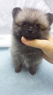ポメラニアン【東京都・女の子・2019年8月16日・オレンジ】の写真「ミニサイズ予想」