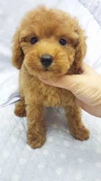 トイプードル(トイ)【東京都・男の子・2012年8月28日・アプリコット(タイニーサイズ予想)】の写真「」