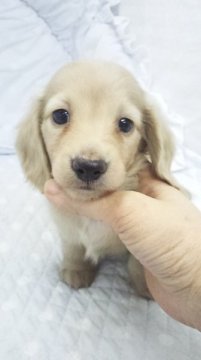 ミニチュアダックスフンド(ロング)【東京都・男の子・2014年11月13日・クリーム】の写真「小ぶり予想」