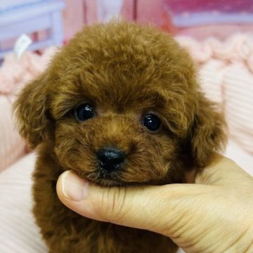 トイプードル(タイニー)【東京都・女の子・2023年8月6日・レッド】の写真「チャーミングな女の子」