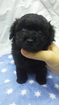 トイプードル(タイニー)【東京都・男の子・2019年7月17日・ブラック】の写真「タイニーサイズ予想」