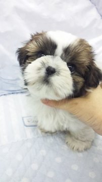シーズー【東京都・男の子・2013年1月21日・ホワイト&ブラウン(父チャンピョン・小ぶり)】の写真「」