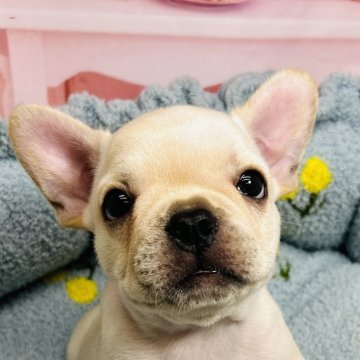 フレンチブルドッグ【東京都・男の子・2024年7月10日・クリーム】の写真「父チャンピオン、おっとりした　優しい子」