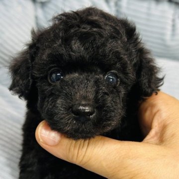 トイプードル(タイニー)【東京都・男の子・2023年6月18日・ブラック】の写真「真っ黒の小さい男の子。」