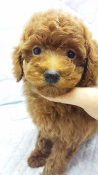 トイプードル(トイ)【東京都・女の子・2012年9月8日・レッド(小ぶり予想)】の写真「」