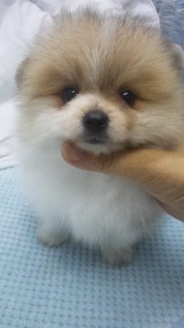 ポメラニアン【東京都・男の子・2019年6月26日・オレンジ&ホワイト】の写真「小ぶり予想」