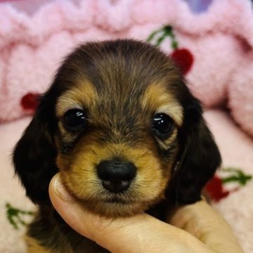 ミニチュアダックスフンド(ロング)【東京都・女の子・2023年10月20日・レッド】の写真「小さめサイズの　甘えん坊の女の子」