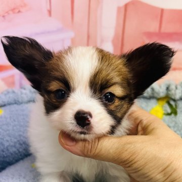 パピヨン【東京都・男の子・2024年9月18日・ホワイト&ブラウン】の写真「ベビーフェイスの　優しい男の子」