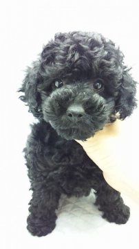 トイプードル(トイ)【東京都・女の子・2012年8月18日・ブラック(小ぶり)】の写真「」