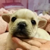 フレンチブルドッグ【東京都・女の子・2024年3月5日・クリーム】の写真1