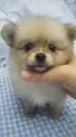 ポメラニアン【東京都・女の子・2016年6月28日・クリーム】の写真1