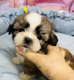 シーズー【東京都・男の子・2023年6月16日・ゴールド&ホワイト】の写真2