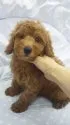 トイプードル(トイ)【東京都・男の子・2012年10月10日・レッド(小ぶり予想)】の写真3
