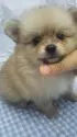 ポメラニアン【東京都・女の子・2016年6月28日・クリーム】の写真3