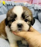 シーズー【東京都・男の子・2023年6月16日・ゴールド&ホワイト】の写真3