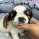 シーズー【東京都・男の子・2023年6月16日・ゴールド&ホワイト】の写真3