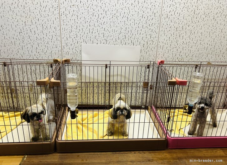 Amazon.co.jp: ダメな犬はいない (講談社文庫 う 12-1
