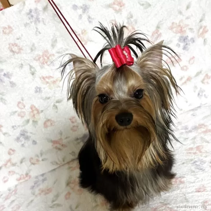 ID：2509-00415の子犬