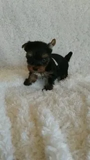 ID：1806-02350の子犬