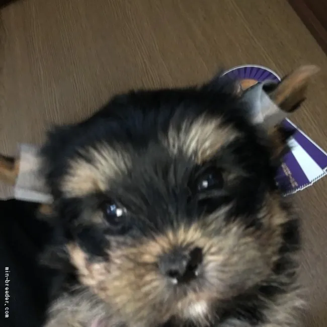 ID:1909-00938の子犬
