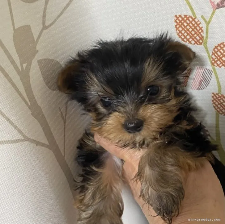 H.Y 様のお迎えした子犬