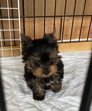 ヨークシャーテリア【東京都・男の子・2021年12月1日・ダークスチールブルー&タン】の写真「お顔すごくかわいいです。」